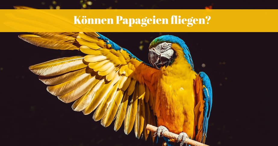 Können Papageien fliegen?